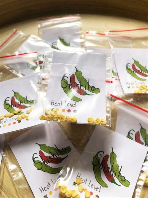 Shishito Chillidragon Roll Pepper Seeds Etsy