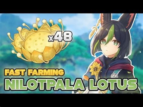 Nilotpala Lotus: Quick Farming Locations & Fast Route : r/GenshinImpactTips