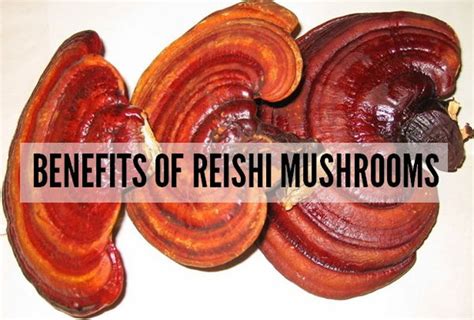 The Benefits of Reishi Mushrooms