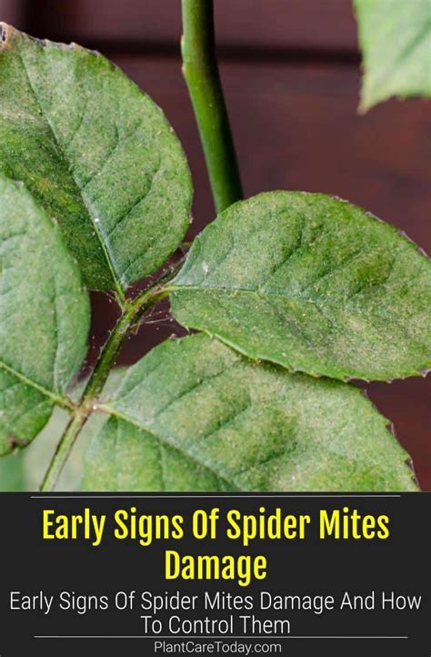 Early Signs Of Spider Mites Damage And How To Control Them in 2022 | Spider mites, House plant ...