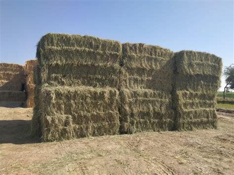 Rhodes Grass Hay Horses Middle East