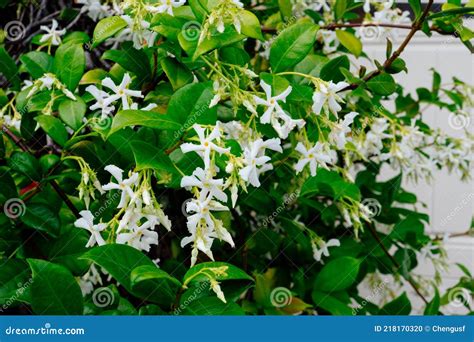 Chinese Star Jasmine Flowers Trachelospermum Jasminoides In Bloom Stock