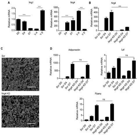 Ijms Free Full Text Neuregulin 4 Downregulation Induces Insulin