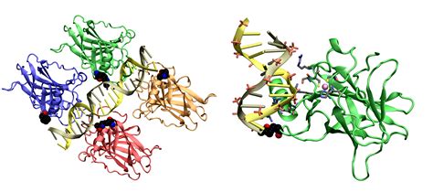 The p53 tumor suppressor – D-Peptide Therapeutics