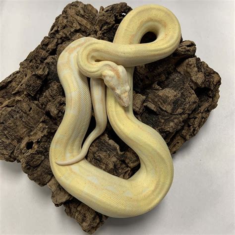 Pet O Pets