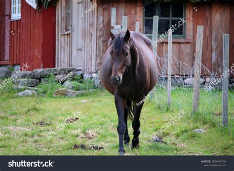 Wildlife Norway Scandinavian Fjord Beautiful Horses Stock Photo ...