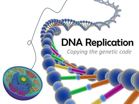 Ppt Dna Replication Powerpoint Presentation Free Download Id3550280