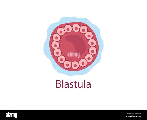 Blast Meros Im Genes Vectoriales De Stock Alamy 46671 The Best Porn