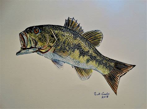 Jumping Largemouth Bass Original Watercolor Fish Art Watercolor