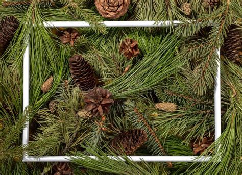 Creative Background Of Green Pine Spruce And Cedar Branches And Cones