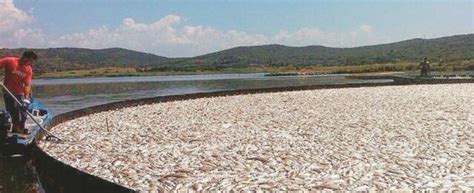 Laguna Di Orbetello Tonnellate Di Pesci Morti Per Asfissia Poco