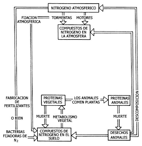 Dibujos Del Ciclo Del Nitrogeno Para Colorear Imagui