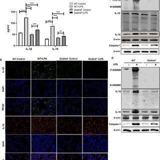 Gsdmd On Lps Induced Pyroptosis Is Required In Ali A H E Staining Of