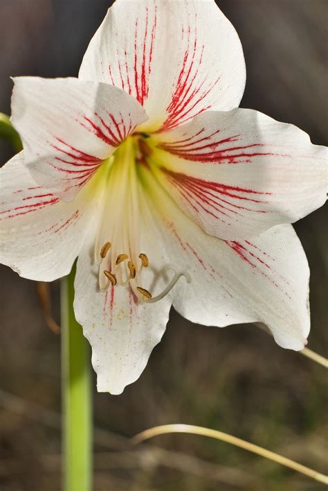 Tulipan Mexicano By Dage85 On Deviantart