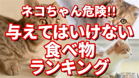 危険猫が食べてはいけない食べ物ランキング 動物（犬・猫 他色々）【まとめ動画】