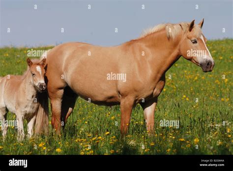 Haflinger Horse Avelignese Foal Breed Standards Pasture Willow Stock