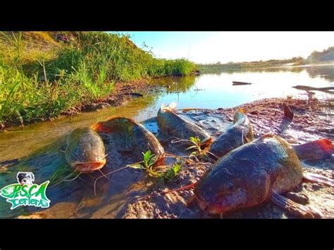 IMPRESIONANTE La Pesca De BAGRES SAPOS Y MONCHOLOS En Este Pozo YouTube