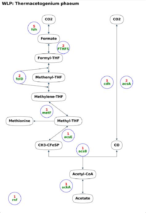 Diagrammatic Representation Of The Wood Ljungdahl Pathway Wlp Showing