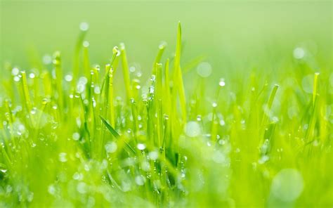 Green Grass Wallpapers Top Free Green Grass Backgrounds Wallpaperaccess