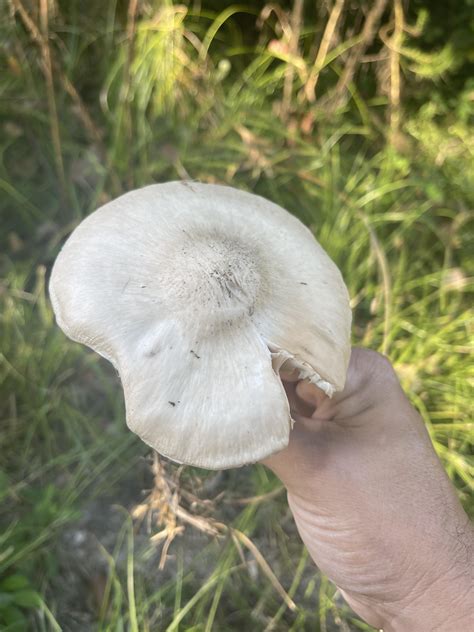 Pluteus Petasatus Rmycology