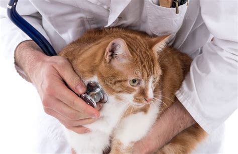 Cat At The Vet Clinic Stock Photo Image Of Doctor Medicine 81578454