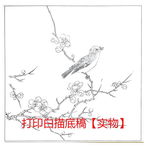 工笔画打印白描底稿宋画斗方花鸟小品初学者熟宣临摹练习勾线虎窝淘