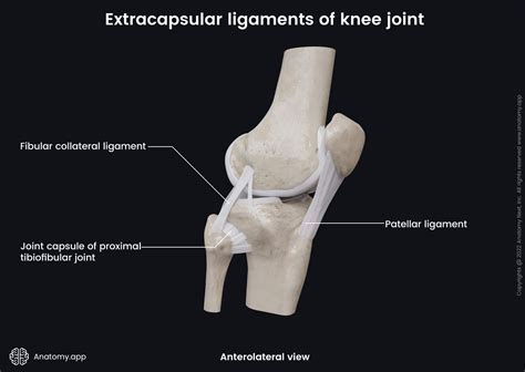 Knee Ligaments Model