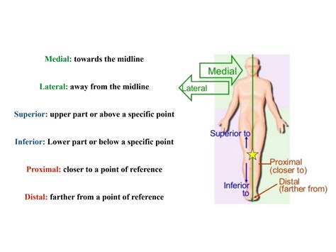 Solution Anatomy Notes Upper Limb Bones Studypool