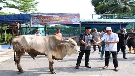 Momen Idul Adha Putra Siregar Sumbang Satu Ekor Sapi Di Polresta