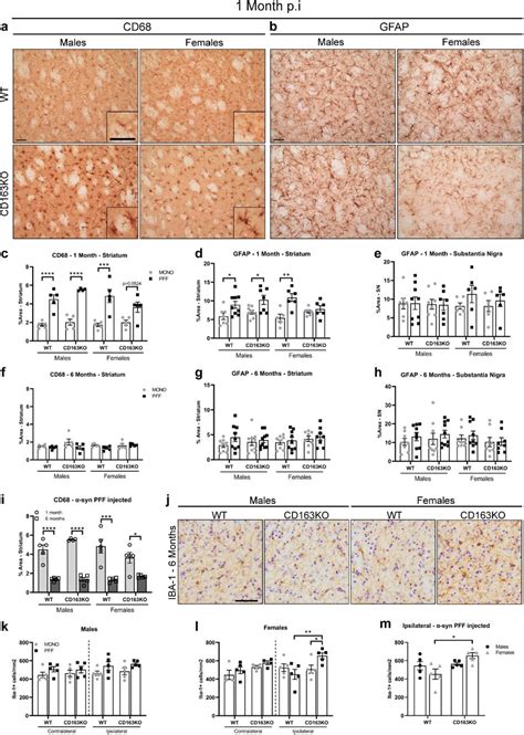 Sex Dimorphic Neuroprotective Effect Of Cd163 In An α Synuclein Mouse Model Of Parkinsons