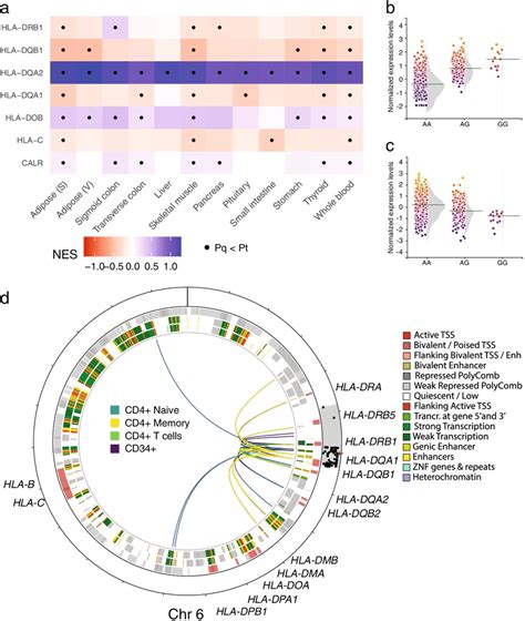 Diabetes Eqtls Linked To Immune System Related Pathways A Eqtls