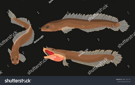 Aenigmachanna Gollum Gollum Snakehead Fish Cartoon Stock Vector