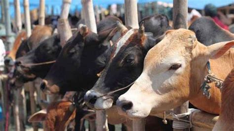 Livestock Population Increases By 46 Cow Count Rises By 18 India