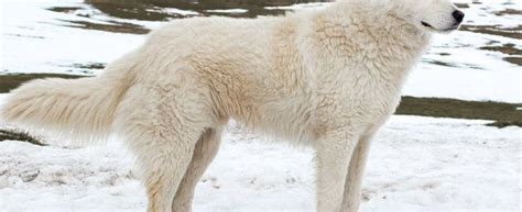 Cane Avvelenato Perch Abbaiava Troppo La Storia Di Seneca Maremmano