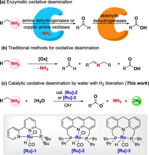 Catalytic Oxidative Deamination By Water With H2 Liberation Journal Of The American Chemical