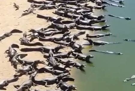 Viral Ratusan Buaya Invasi Pantai Bikin Ngeri Ternyata Ini Faktanya