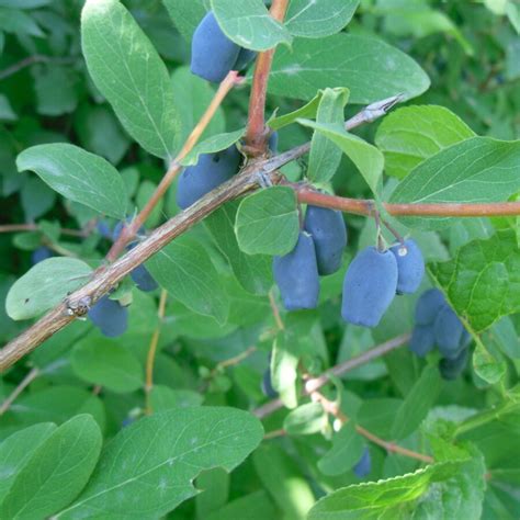 Lonicera Caerulea Var Kamtschatica Honeybee Vendita Piante Online