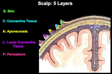 Anatomy IV: Face and Scalp Flashcards | Quizlet