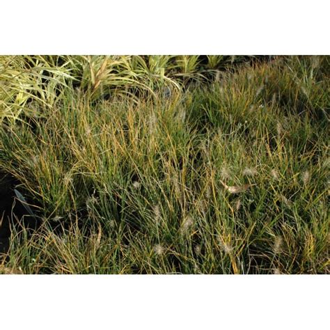 Pennisetum 'Little Bunny'