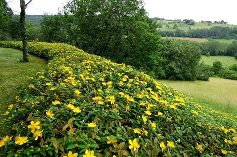 Erva De S O Jo O Hypericum Rastejante Hypericum Calycinum Plantamus