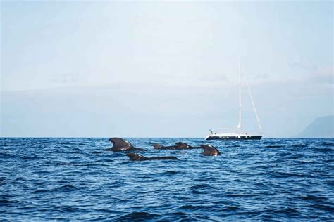 Whale Watching Tenerife | TripsPoint