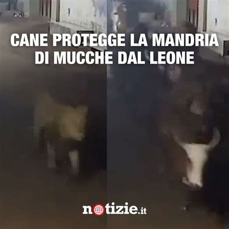 Cane Protegge Una Mandria Di Mucche Da Un Leone Video Dailymotion