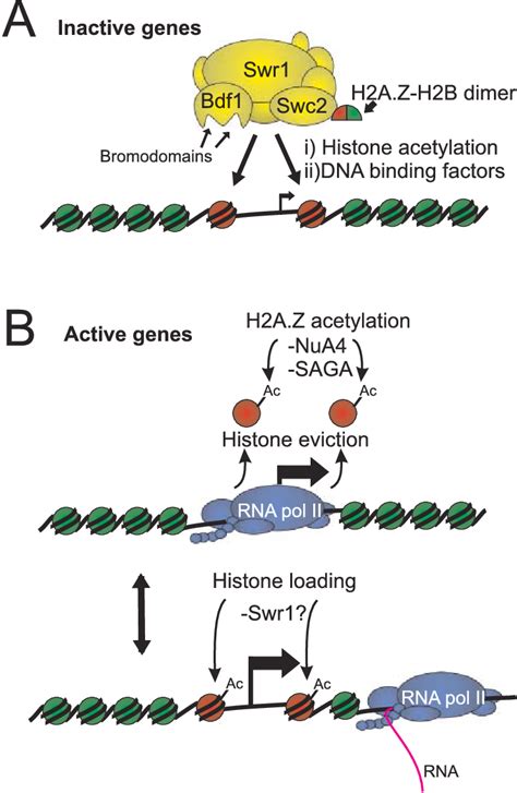 Model For H2A Z Dynamics In Promoters A The SWR1 Complex Is