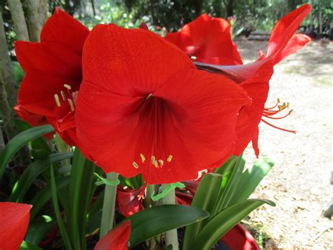 Amarilis Cuidados Y Consejos Para Conseguir Una Abundante Floraci N