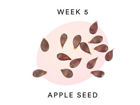 5 Weeks Pregnant: Changes in Your Body and Mind – Bellabeat