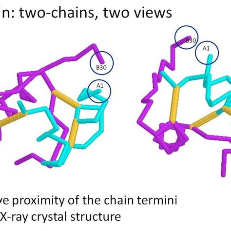 Crystal structure of insulin. | Download Scientific Diagram