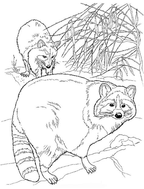 Dibujos De Mapaches Mapachepedia