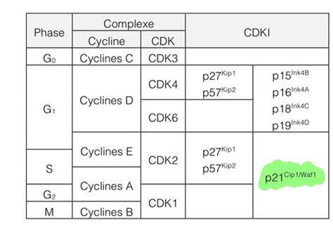 Cycle Cellulaire Flashcards Quizlet