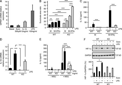 Extracellular Succinate Signals Via Gpr To Stimulate Macrophages To