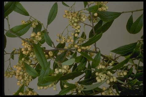 Cotoneaster Rothschildianus Cotoneaster Rothschildianus Shrubsrhs
